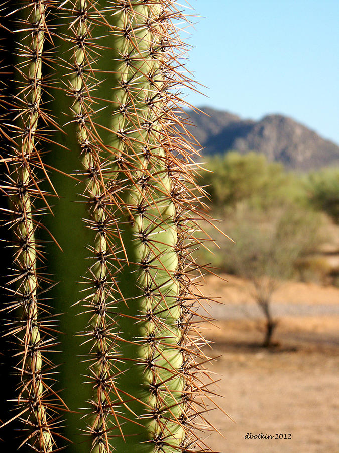 Sonoran Landscape Photograph by Dick Botkin
