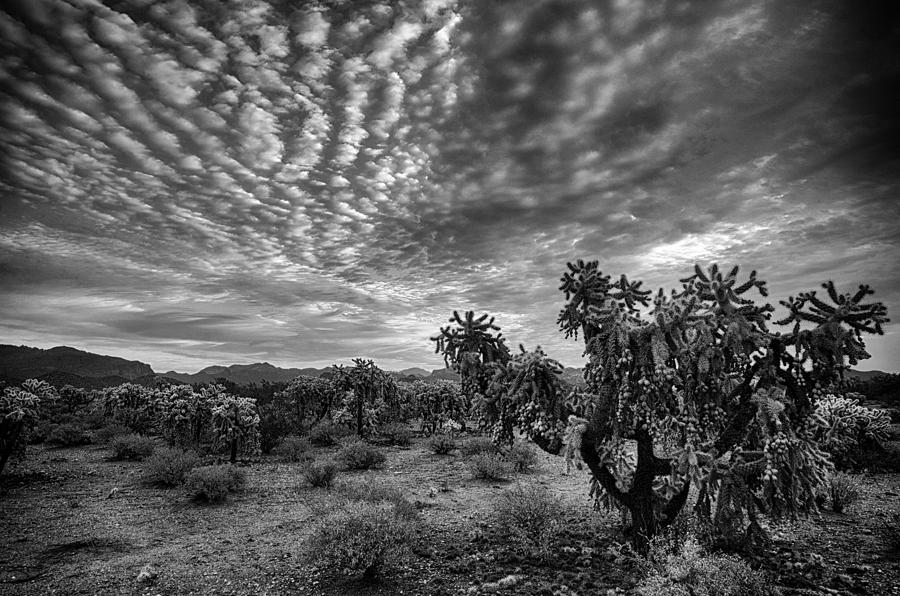 Sonoran Skies at Dawn in Black and White  Photograph by Saija Lehtonen