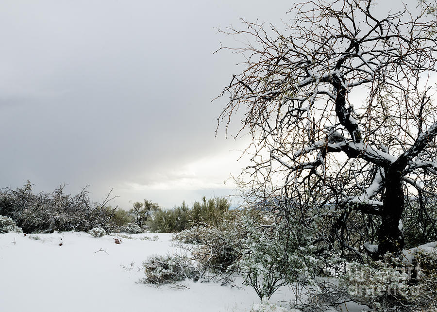 Sonoran Snow Photograph by Tamara Becker