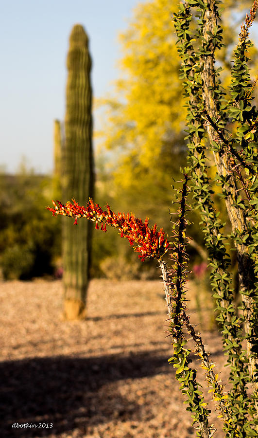 Sonoran Spring Photograph by Dick Botkin
