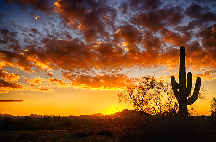 Nature Photograph - Sonoran Style Sunrise  by Saija Lehtonen