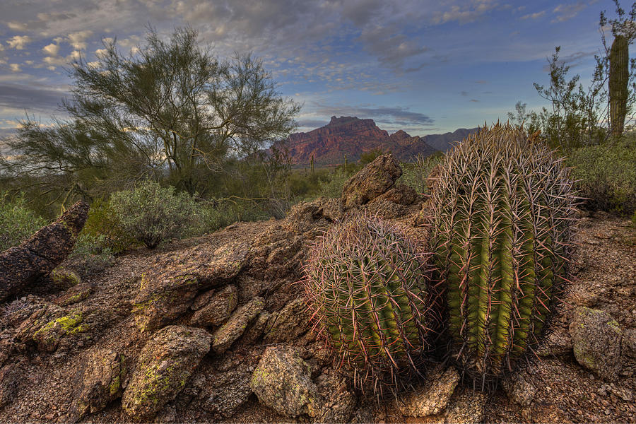 Sonoran Views Photograph by Sue Cullumber
