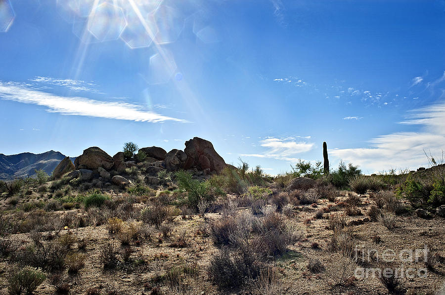 Sonoran Sunlight and the Wash Photograph by Lee Craig