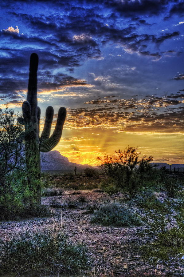 Nature Photograph - Sonoran Sunrise  by Saija Lehtonen