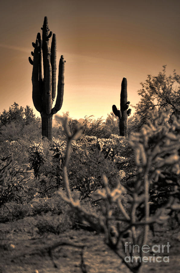 Desert Sunset Photograph - Sonoran Sunset by Deb Halloran