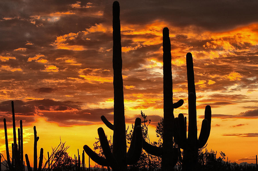 Sonoran Sunset Photograph by Jack Milchanowski