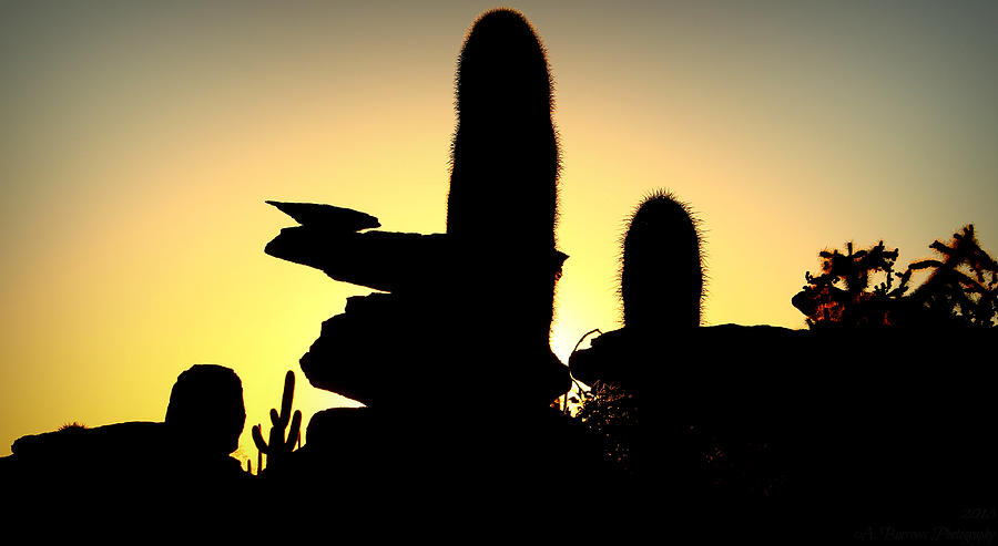 Sonoran Sunset Silhouette Photograph by Aaron Burrows
