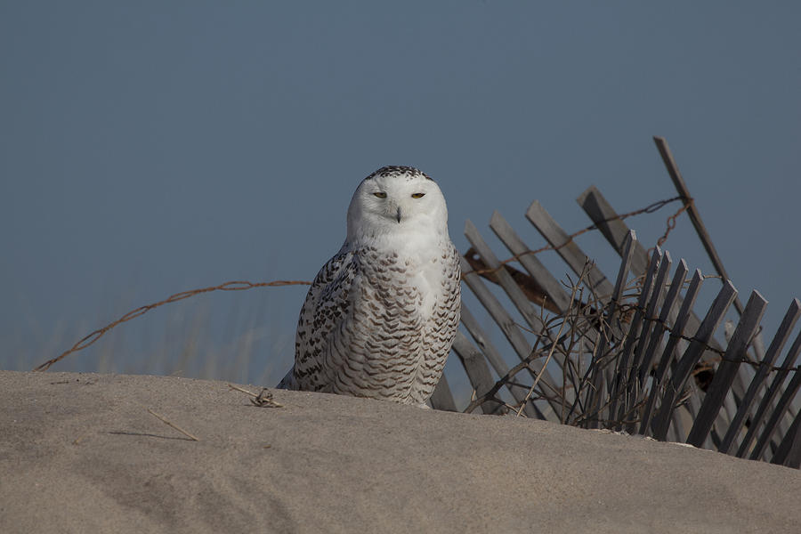 Snowy Owl Photograph by Steve Gravano