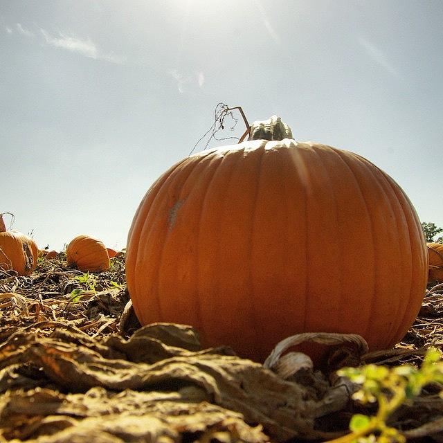 Halloween Photograph - Soon To Be A Jack-o-lantern by Mike Warner