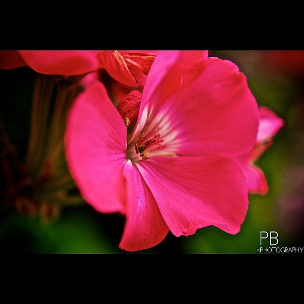 Summer Photograph - Soon To Be Summer! #summer #flower by Pb Photography