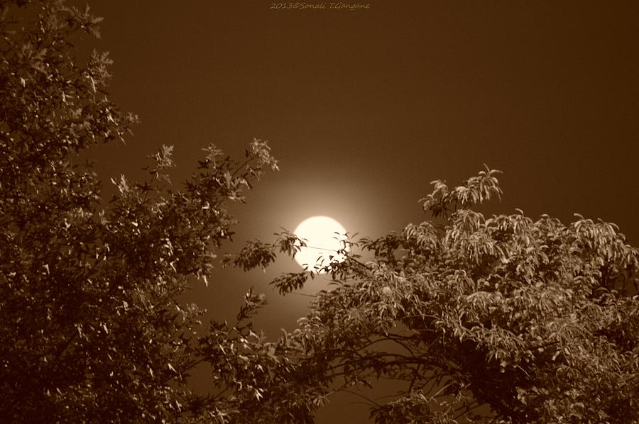 Soothing Luna Photograph by Sonali Gangane