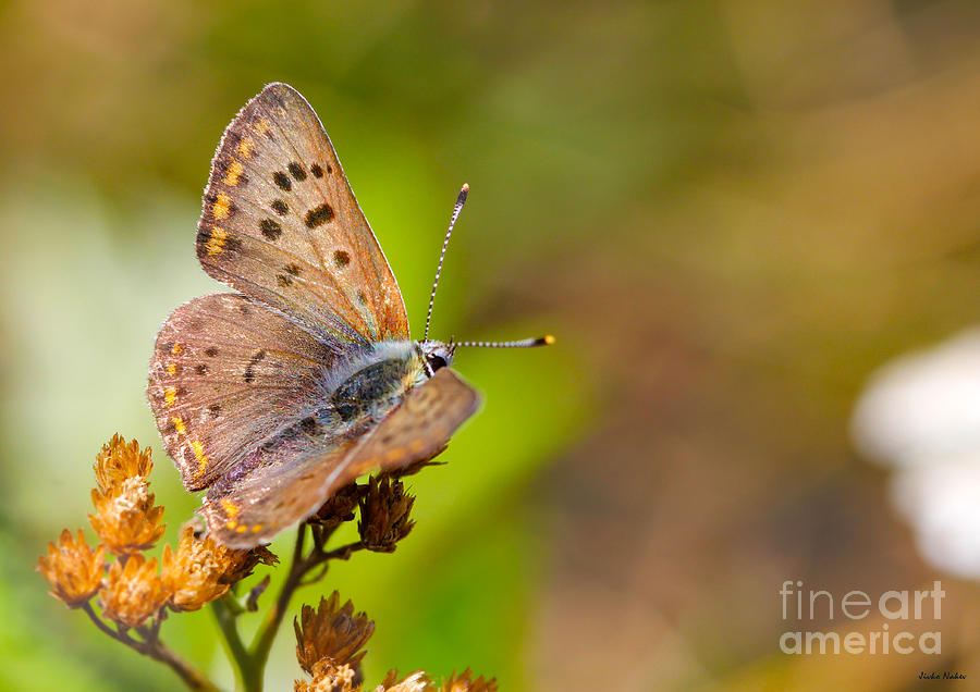 Sooty copper butterfly  Photograph by Jivko Nakev