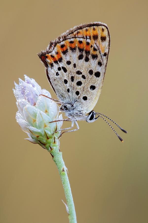 Butterfly Photograph - Sooty Copper by Heath Mcdonald