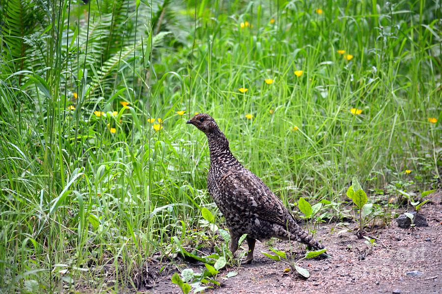 Sooty Grouse Photograph by Gayle Swigart