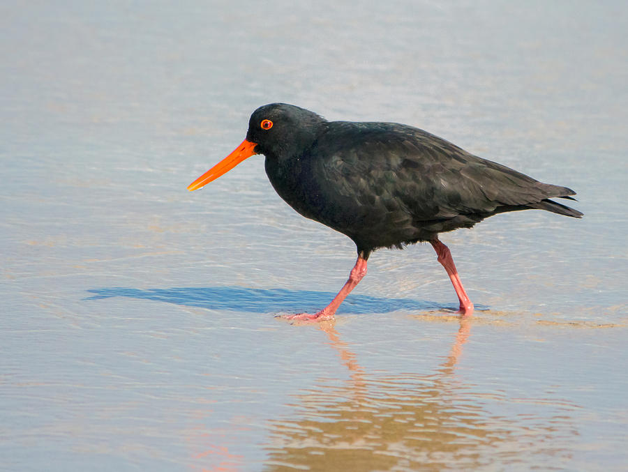 Sooty Oystercatcher Photograph by Nicholas Blackwell