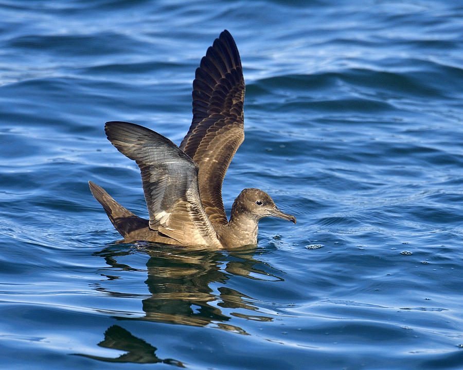 Sooty Shearwater Photograph by Tony Beck