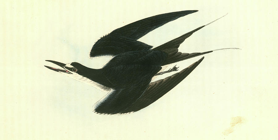 Sooty Tern., Audubon, John James Drawing by Artokoloro - Fine Art America