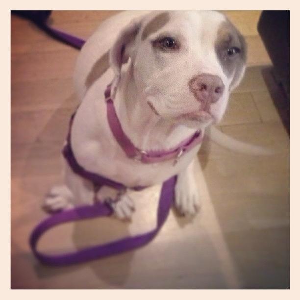 Purple Photograph - Sophie Is #pretty In #purple! #pitmix by Amanda S