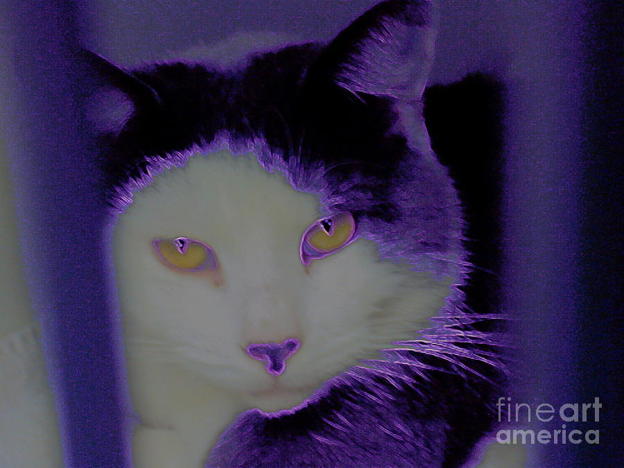 Sophisti . Cat Photograph by Renee Trenholm