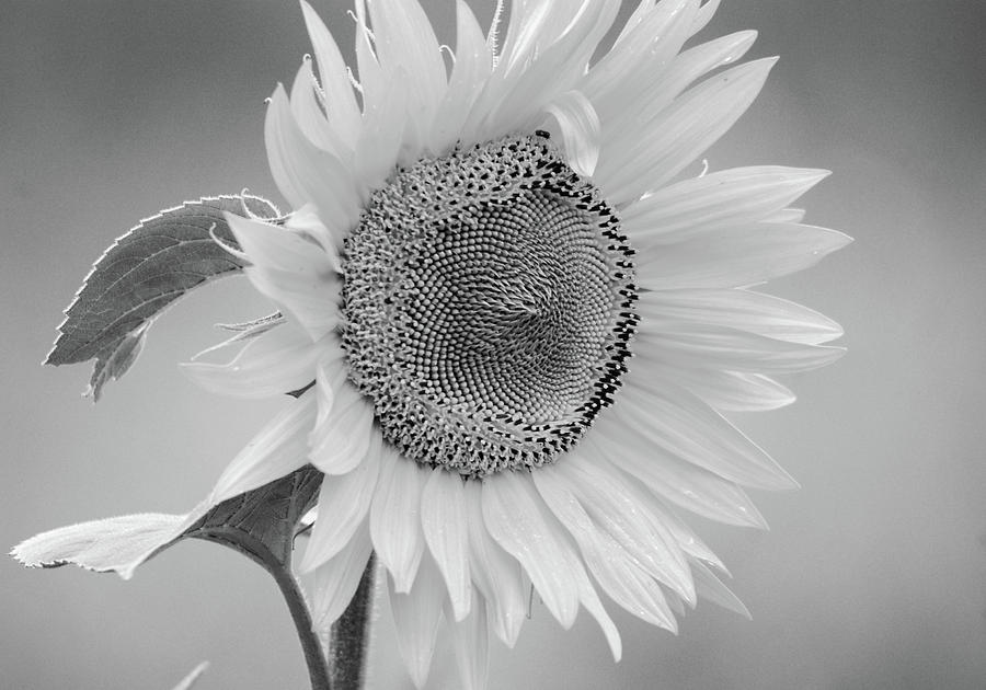 Sophisticated Sunflower Photograph by Sue Capuano