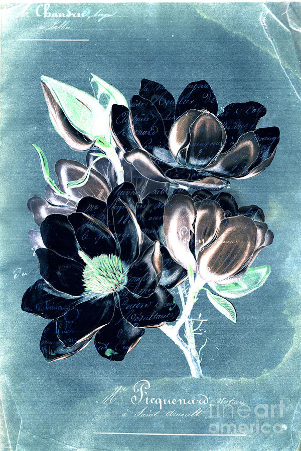 Sophisticated - Floral ccc Digital Art by Variance Collections
