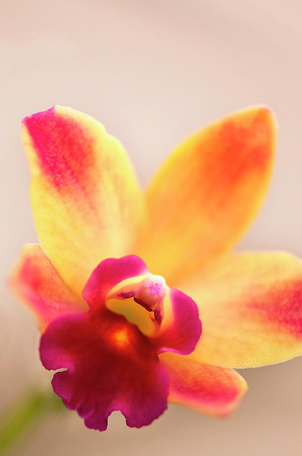 Sophrolaeliocattleya Orchid Photograph by Maria Mosolova
