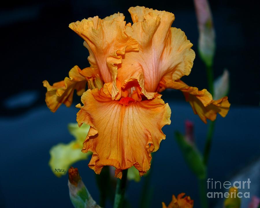 Soprano Iris Photograph by Patrick Witz