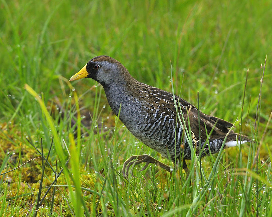 Sora Photograph By Tony Beck Fine Art America