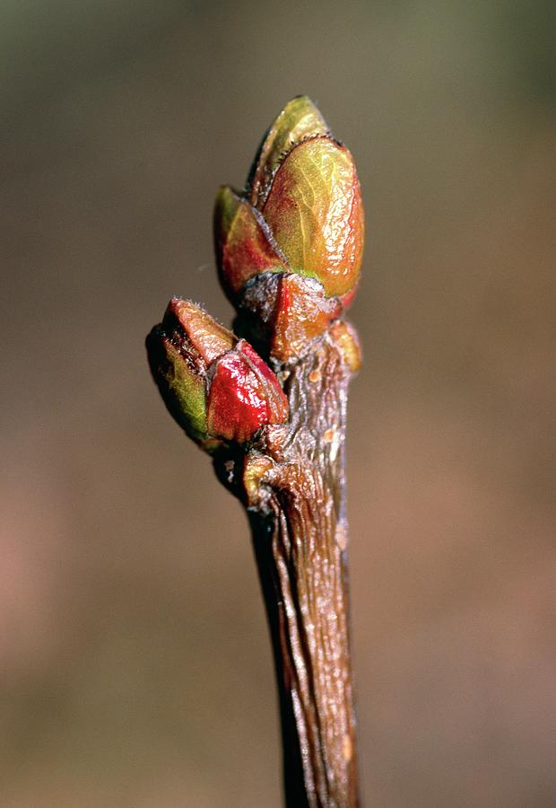 Sorbus Torminalis Photograph by Chris Martin Bahr/science Photo Library ...