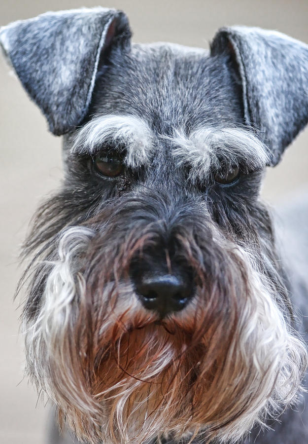 Miniature Schnauzer Photograph By Ron Metz - Fine Art America