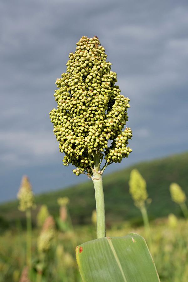 milo plant