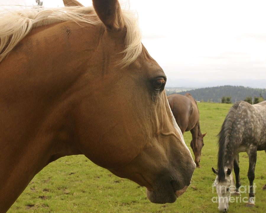 Sorrel Horse Profile Photograph