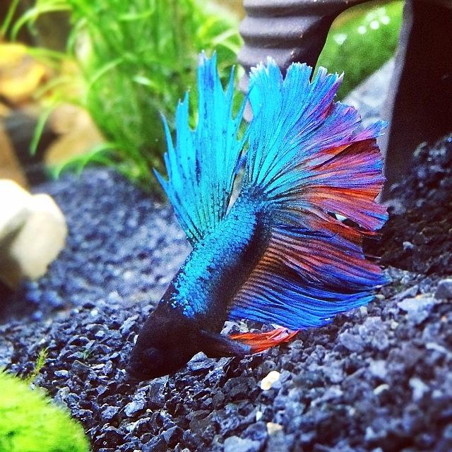 Fish Photograph - Sorry For The #betta Spam But My Baby by Jennifer Gaida