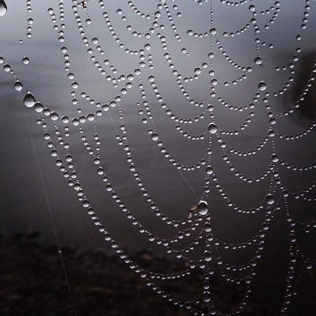 Spider Photograph - Dew on a Spider Web by Hermes Fine Art