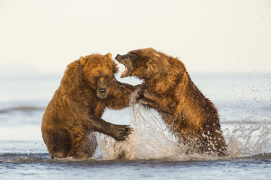 Katmai National Park Photograph - Sorting out the Fishing Hole by Tim Grams