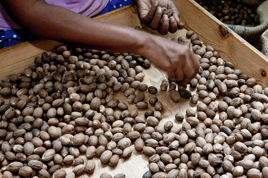 Sorting Through Nutmeg Seeds, Grenada Photograph by Panoramic Images
