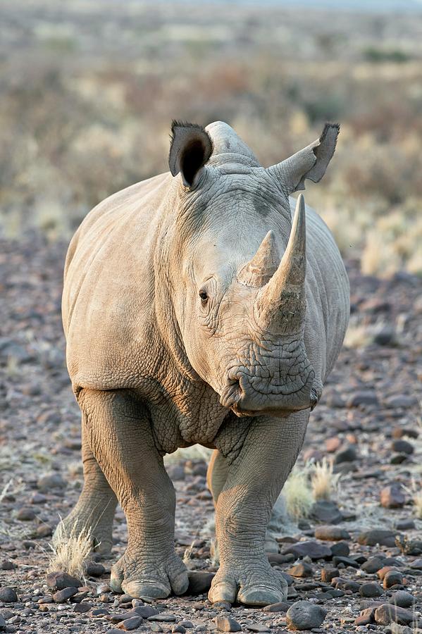 Sothern White Rhinoceros Photograph by Tony Camacho