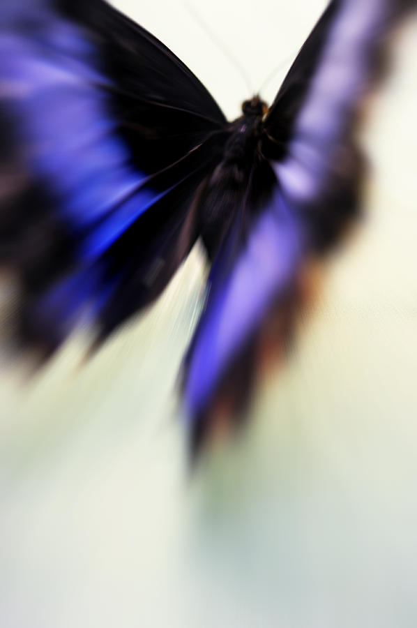 Soul Flight. Impressionism Photograph by Jenny Rainbow