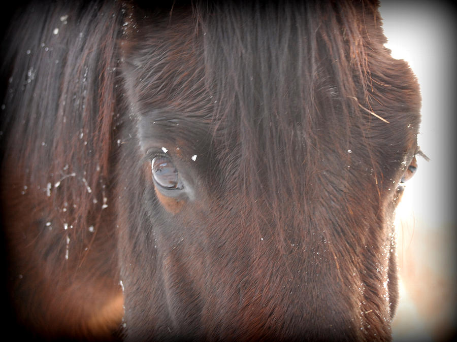 Horse Photograph - Soul Horse by Kasie Morgan