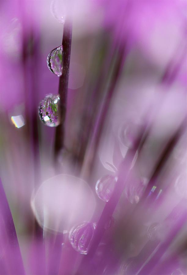 Nature Photograph - Soul in Rain by Tracy Male