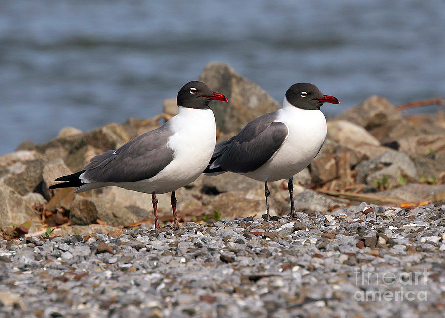 Mr. and Mrs. Laughing Gull  Photograph by Geoff Crego