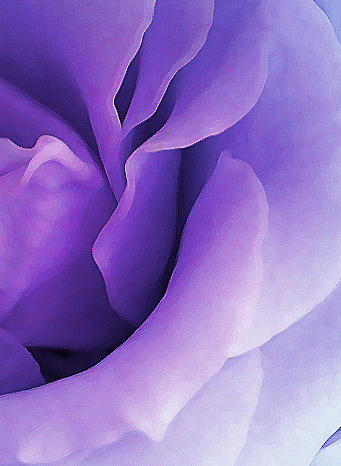 Soul of Divine Rose Photograph by The Art Of Marilyn Ridoutt-Greene