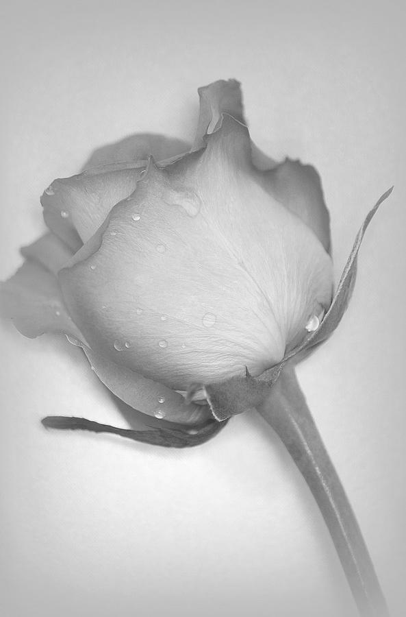 Rose Photograph - Soul by The Art Of Marilyn Ridoutt-Greene