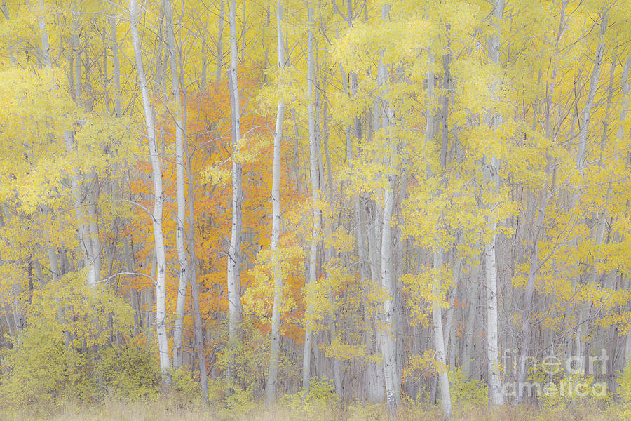 Soulful Birch Woods Photograph by Alan L Graham