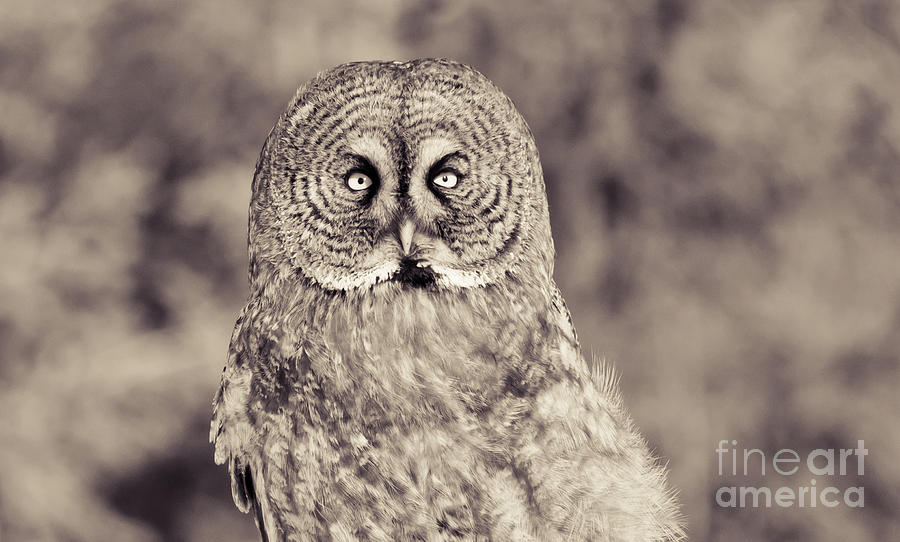 Owl Photograph - Soulful by Cheryl Baxter