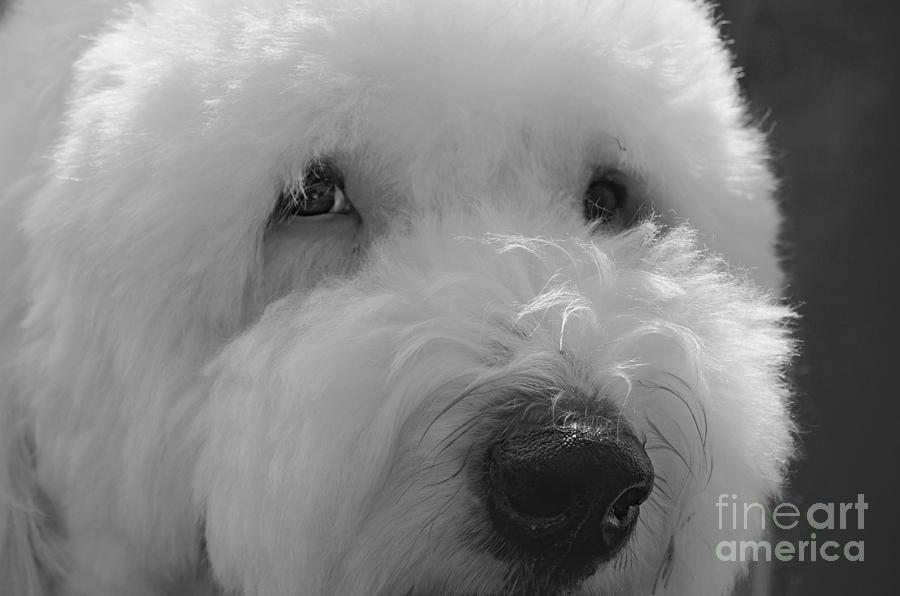 Soulful Eyes Old English Sheep Dog Photograph by Peggy Franz