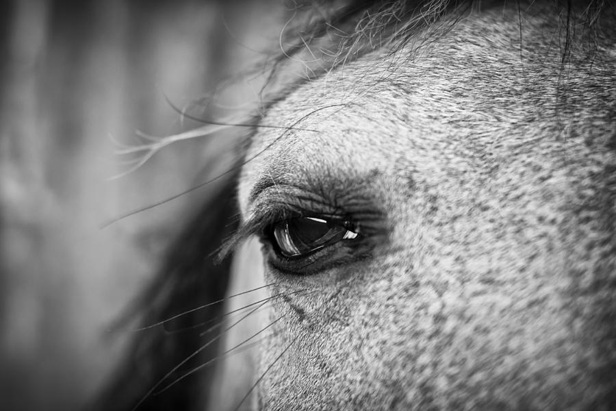 Soulful Horse Eye Photograph by Priya Ghose