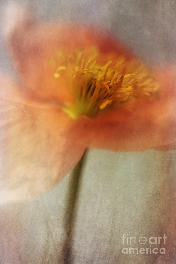 Poppy Photograph - Soulful Poppy by Priska Wettstein