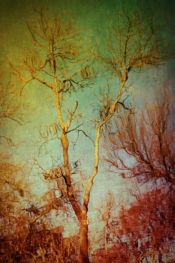Souls of Trees Photograph by Trish Mistric