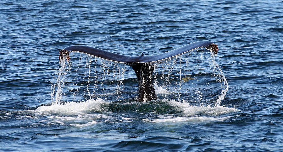 Sounding Humpback Photograph by Ginny Barklow